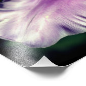 Single Lila Tulip Blume Petal Nah bis 8x10 Fotodruck (Ecke)
