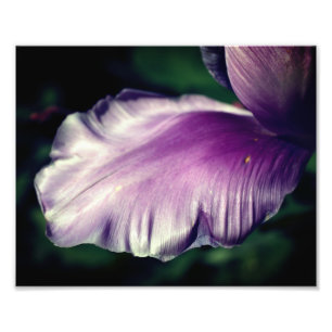 Single Lila Tulip Blume Petal Nah bis 8x10 Fotodruck