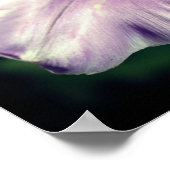 Single Lila Tulip Blume Petal Nah Up Poster (Ecke)