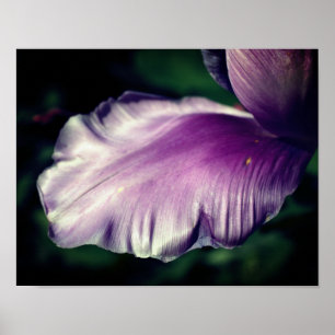 Single Lila Tulip Blume Petal Nah Up Poster