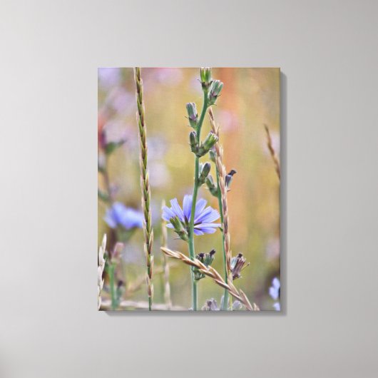 Single Lila Wildblume - überzogene Canvas Leinwanddruck (Vorderseite)