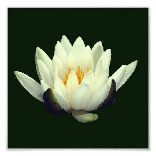 Single Lotus Blossom 8x8 Fotodruck (Vorne)