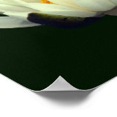 Single Lotus Blossom Poster (Ecke)