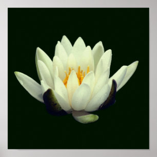Single Lotus Blossom Poster