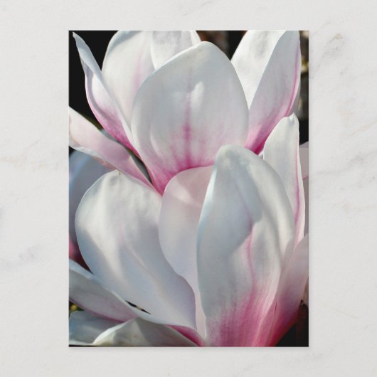 Single Magnolia Blume Postkarte (Vorderseite)