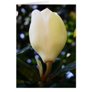 Single-Magnolien-Knospe