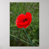 Single Mohn Blume Foto Poster (Vorne)