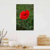 Single Mohn Blume Foto Poster (Küche)