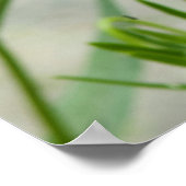 Single Mohn Blume Foto Poster (Ecke)