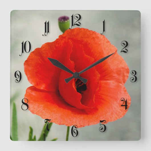 Single Mohn Blume Foto Quadratische Wanduhr (Vorderseite)