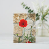 Single Mohn Blume und eine Steinmauer dahinter Postkarte (Stehend Vorderseite)