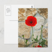 Single Mohn Blume und eine Steinmauer dahinter Postkarte (Vorne/Hinten)