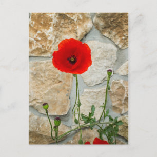 Single Mohn Blume und eine Steinmauer dahinter Postkarte