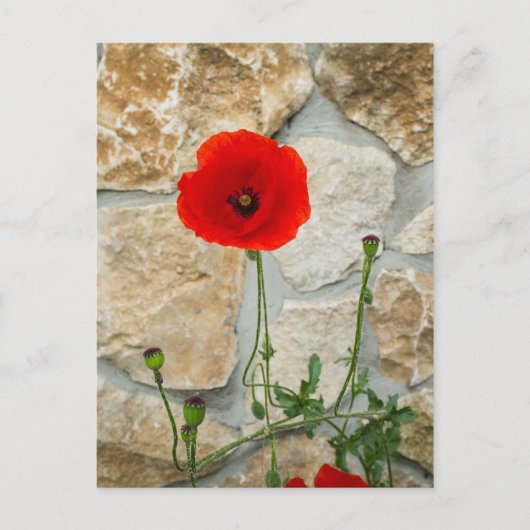 Single Mohn Blume und eine Steinmauer dahinter Postkarte (Vorderseite)