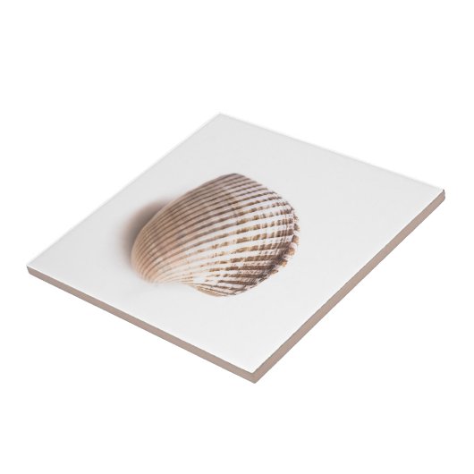 Single-Muschel Fliese (Seite)