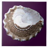 Single-Muschelfliese Fliese (Vorderseite)