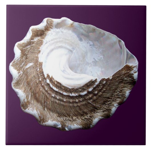 Single-Muschelfliese Fliese (Vorderseite)
