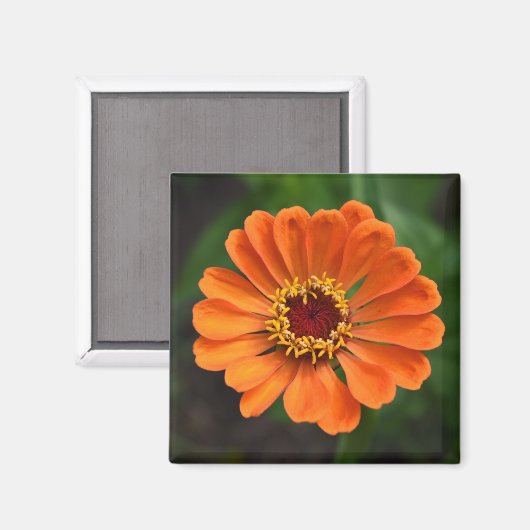Single Orange Blume Magnet (Vorderseite/Rückseite)