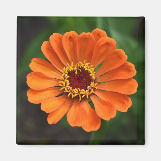 Single Orange Blume Magnet (Vorne)