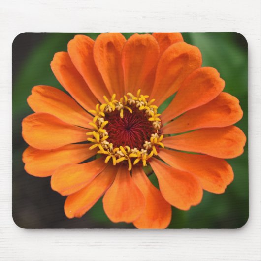 Single Orange Blume Mousepad (Vorne)