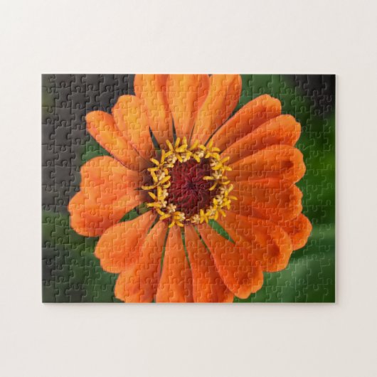 Single Orange Blume Puzzle (Horizontal)