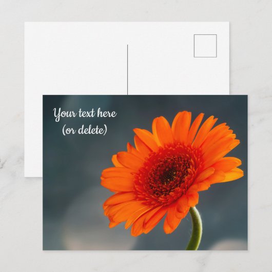 Single Orange Gerbera Postcard Postkarte (Vorne/Hinten)