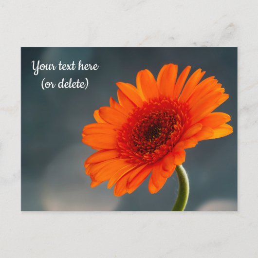 Single Orange Gerbera Postcard Postkarte (Vorderseite)