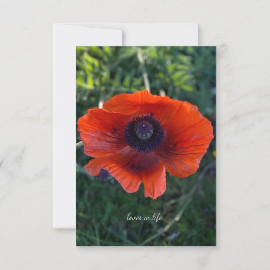 Single Orange Oriental Poppy Mitteilungskarte (Vorderseite)