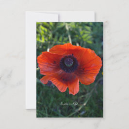 Single Orange Oriental Poppy Mitteilungskarte