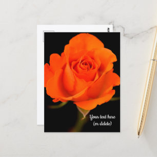 Single Orange Rose Postkarte