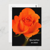 Single Orange Rose Postkarte (Vorne/Hinten)