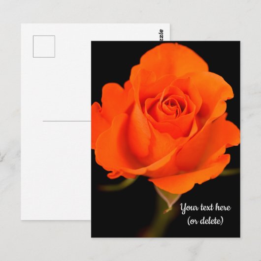 Single Orange Rose Postkarte (Vorne/Hinten)