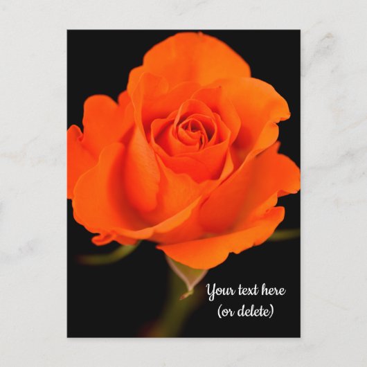 Single Orange Rose Postkarte (Vorderseite)