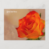 Single Orange Rose Postkarte (Vorderseite)