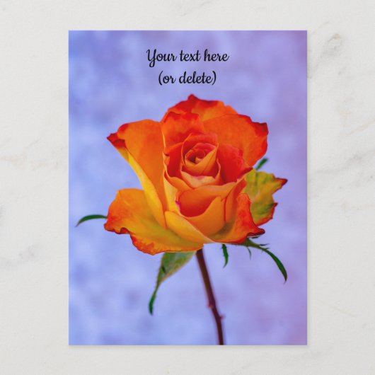 Single Orange und Gelb Rose Postkarte (Vorderseite)