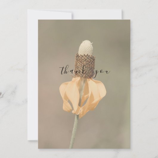 Single Pale Orange Wildblume Flat Vielen Dank Dankeskarte (Vorderseite)