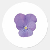 Single Pansy Blume Aufkleber (Vorderseite)