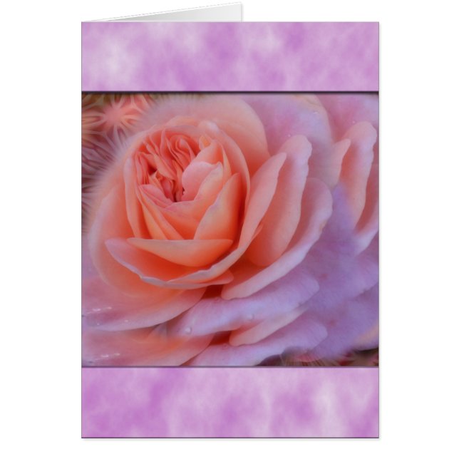 Single Peach Rose (Vorne)