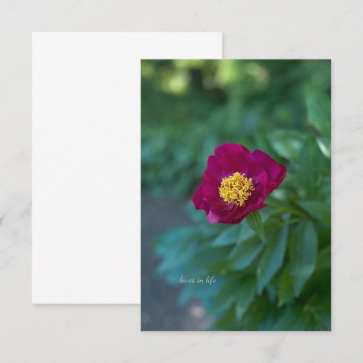 Single Peony Mitteilungskarte (Vorne/Hinten)