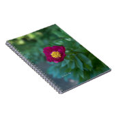 Single Peony Notizblock (Rechte Seite)