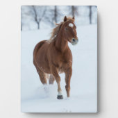 Single Pferd läuft im Schnee Fotoplatte (Vorderseite)