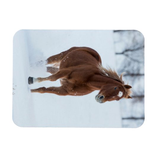 Single Pferd läuft im Schnee Magnet (Horizontal)
