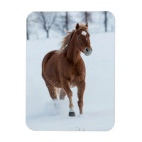 Single Pferd läuft im Schnee