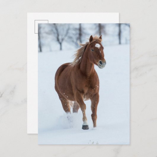 Single Pferd läuft im Schnee Postkarte (Vorne/Hinten)