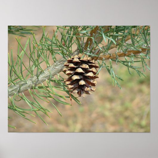 Single Pine Cone Print Poster (Vorne)