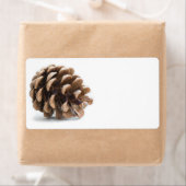 Single pinecon (Insitu)