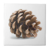 Single pinecon fliese (Vorderseite)