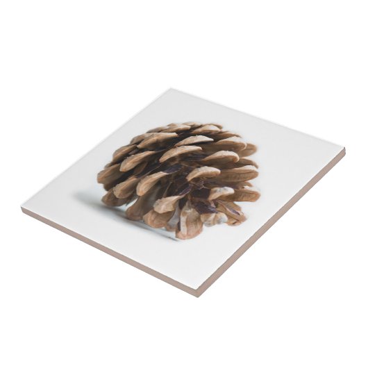 Single pinecon fliese (Seite)
