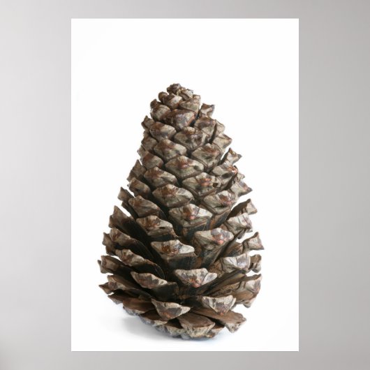 Single pinecon poster (Vorne)