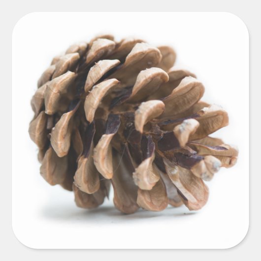 Single pinecon quadratischer aufkleber (Vorderseite)